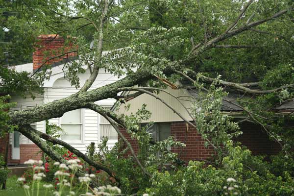 Professional Tree Removal Pruning Trimming Services Brooksville Fl