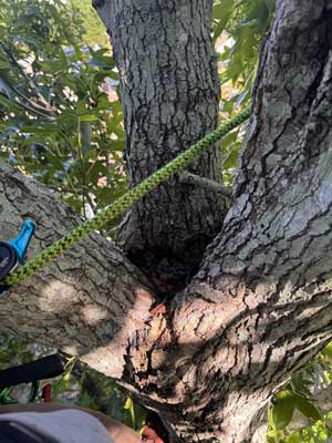 Tree Health Assessment Disease Treatment