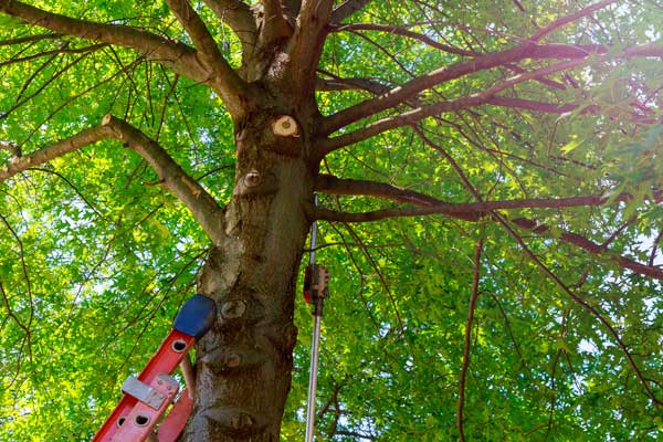 Tree Pruning Trimming Branch Removal