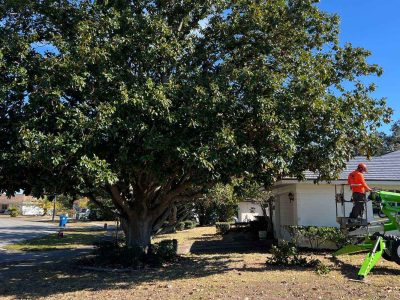 Professional Tree Pruning Services