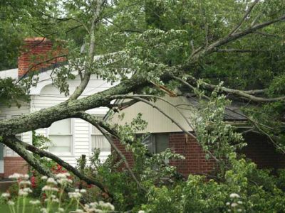 Professional Tree Removal Pruning Trimming Services Brooksville Fl