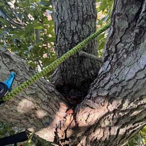 Tree Health Assessment Disease Treatment