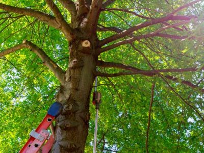 Tree Pruning Trimming Branch Removal