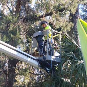 Tree Trimming Pruning Removal Services