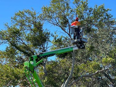 Tree Trimming Services