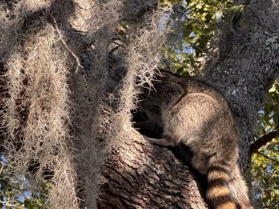 Best Tree Pruning