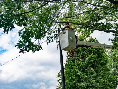 Worker In Nacelle Pruning An Oak