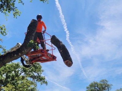 Expert Tree Pruning