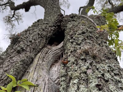 Professional Tree Care