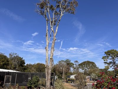 Quality Tree Pruning