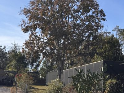 Quality Tree Pruning Project