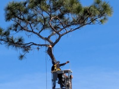 Quality Tree Pruning Service