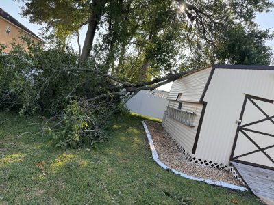 Residential Tree Removal