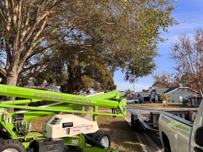 Residential Tree Trimming