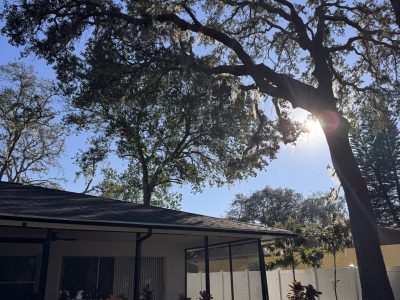 Residential Tree Trimming Service