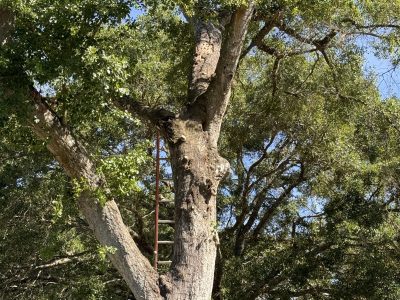 Tree Health Care And Diagnosis