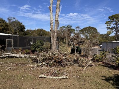 Tree Pruning