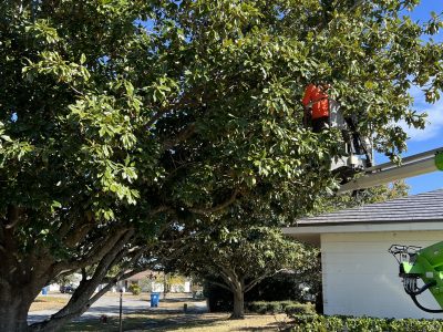 Tree Pruning and Trimming