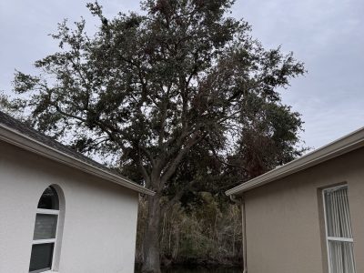 Tree Restoration Services